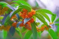 Osmanthus fragrans on the branch