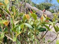 Osmanthus fragrans plant on the ridgeline of Golden Face Mountain