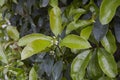 Osmanthus fragrans shrub in bloom