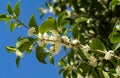 Osmanthus fragrans sweet or fragrant olive blossom in autumn public landscape city park Krasnodar or Galitsky park. Royalty Free Stock Photo