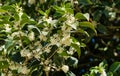 Osmanthus fragrans sweet or fragrant olive blossom in autumn public landscape city park Krasnodar or Galitsky park. Royalty Free Stock Photo