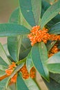 Osmanthus fragrans Royalty Free Stock Photo