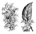 Osmanthus Fragrans vintage illustration