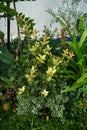 Osmanthus heterophyllus \'Tricolor\' grows surrounded by Euonymus fortunei \'Emerald Gaiety\' in September.