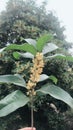 Chinese osmanthus Royalty Free Stock Photo