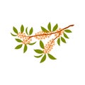 Osmanthus tree branch with flowers illustration.