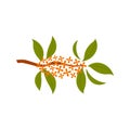 Osmanthus tree branch with flowers illustration.