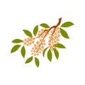 Osmanthus tree branch with flowers illustration.