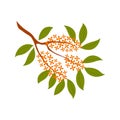 Osmanthus tree branch with flowers illustration.