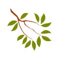 Osmanthus tree branch with leaves illustration.