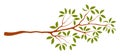 Osmanthus tree branch with leaves illustration.