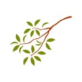 Osmanthus tree branch with leaves illustration.