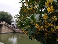 Osmanthus tree flowers in China Royalty Free Stock Photo