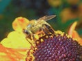 Osmia Bee on a Helenium flower macro.