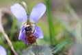 Osmia rufa or Osmia bicornis, red mason bee - wild bee on Viola odorata or wood violet, sweet, English, common, florist's or garde