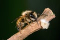 Osmia rufa, mason bee, pollinator Royalty Free Stock Photo