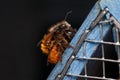 Osmia wild bees mating in march