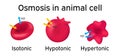 Osmosis Animal cell