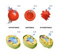 Osmosis in animal and plant cells Royalty Free Stock Photo