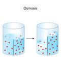 Osmosis. Experiment with Water and semi-permeable membrane