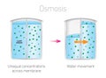 Osmosis - Lipids, Membranes and the first cells Vector Illustration Royalty Free Stock Photo
