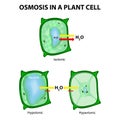 Osmosis in a Plant Cell Royalty Free Stock Photo