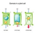 Osmosis in a plant cell Royalty Free Stock Photo