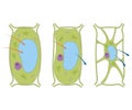 Three stages of osmosis in Plant Cell.