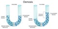 Osmosis process between initial and final state