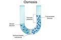 Osmosis process Solvent passing through the semipermeable membrane Royalty Free Stock Photo