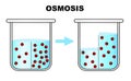 Osmosis process. Solvent passing through semipermeable membrane Royalty Free Stock Photo