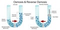 Osmosis and reverse osmosis diagram Royalty Free Stock Photo