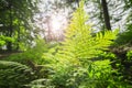 Osmunda regalis with lens flares