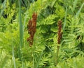 Osmunda regalis, or royal fern, blooming in spring Royalty Free Stock Photo