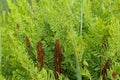 Osmunda regalis, or royal fern, blooming in spring Royalty Free Stock Photo