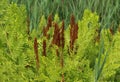 Osmunda regalis, or royal fern, blooming in spring Royalty Free Stock Photo