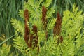 Osmunda regalis, or royal fern, blooming in spring