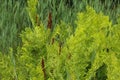 Osmunda regalis, or royal fern, blooming in spring