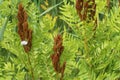 Osmunda regalis, or royal fern, blooming in spring Royalty Free Stock Photo