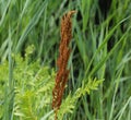 Osmunda regalis, or royal fern, blooming in spring Royalty Free Stock Photo