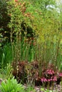 Osmunda regalis - Royal Fern & Darmera peltata - Indian rhubarb, Norfolk, England, UK