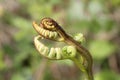 Osmunda regalis royal fern new fronds Royalty Free Stock Photo