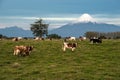 Osorno Volcano, Lake Region, Chile Royalty Free Stock Photo