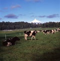 Osorno volcano,puntiagudo,region de los lagos,chile viux landscape field with cow