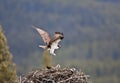 Osprey