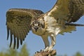 Osprey Royalty Free Stock Photo