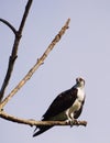 Osprey Royalty Free Stock Photo