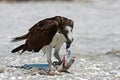 Osprey Royalty Free Stock Photo