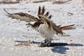 Osprey Royalty Free Stock Photo