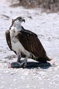 Osprey Royalty Free Stock Photo